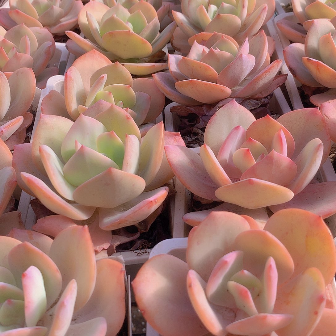 白凤45678899999909000