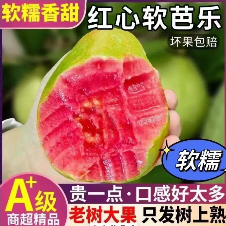 广西芭乐新鲜现摘番石榴糯软香甜坏果包赔产地直发白心芭乐