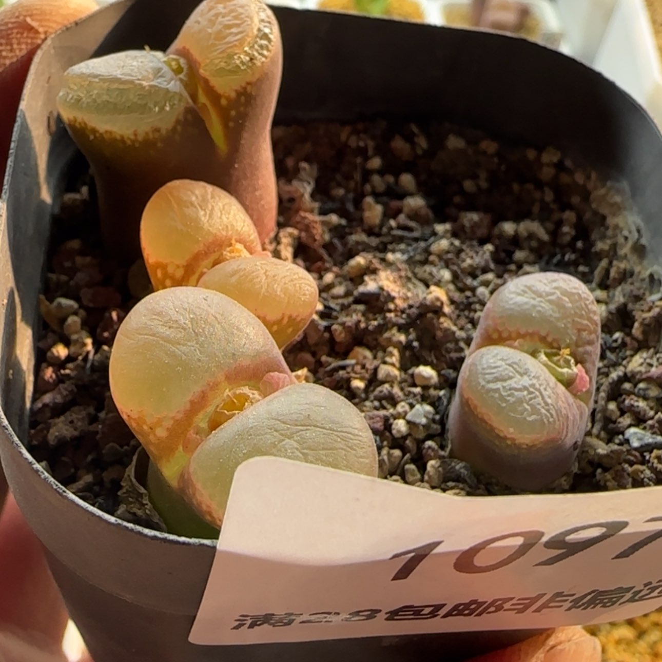 【闪购商品】爱***的1097    