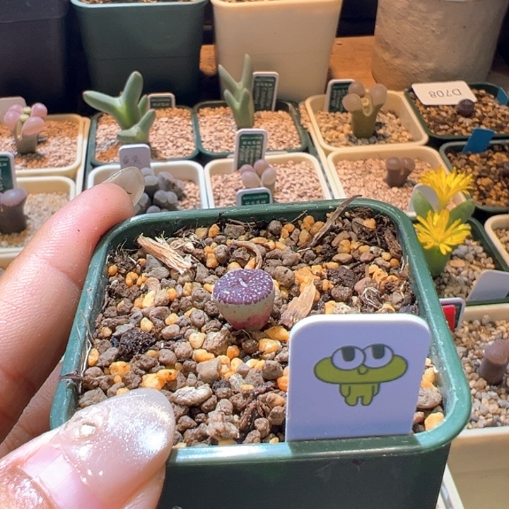 空***山817。 青蛙种源优选青花瓷。   