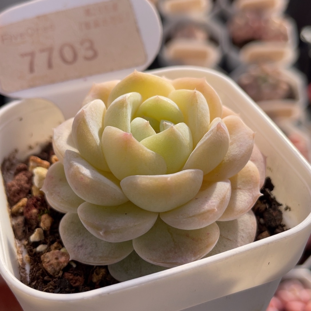 编号系列7703-5.0厘米