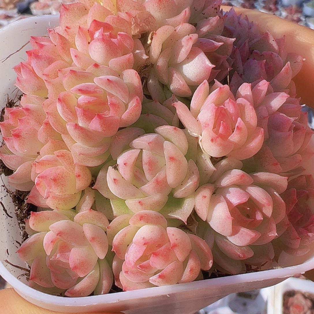 小脸粉麦秆19包邮多肉