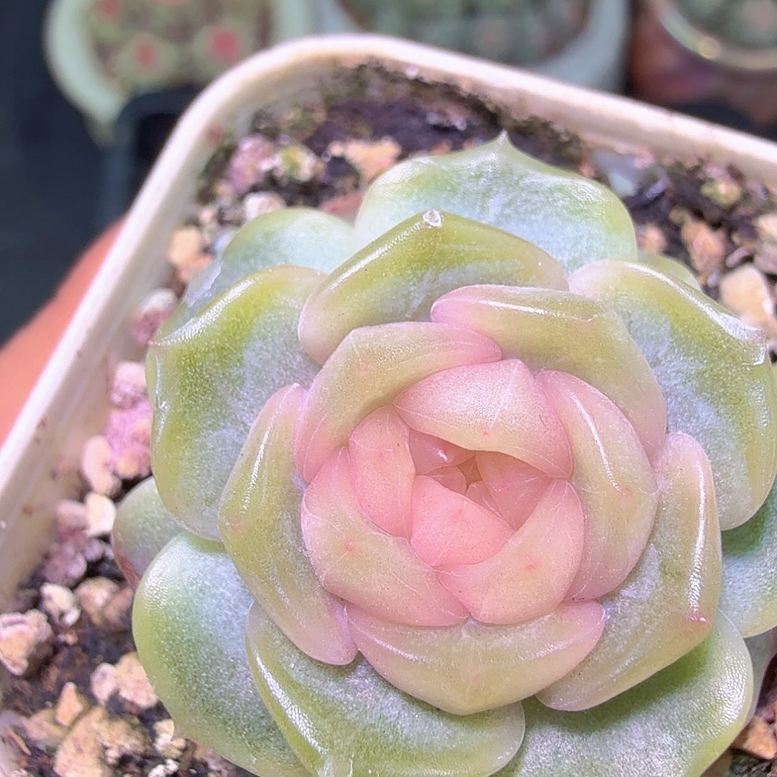 宫花玉簪一物一拍