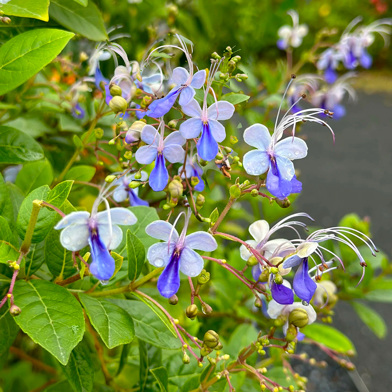 梦幻蓝蝴蝶多年生木本植物(耐热  耐晒)庭院阳台开花植物