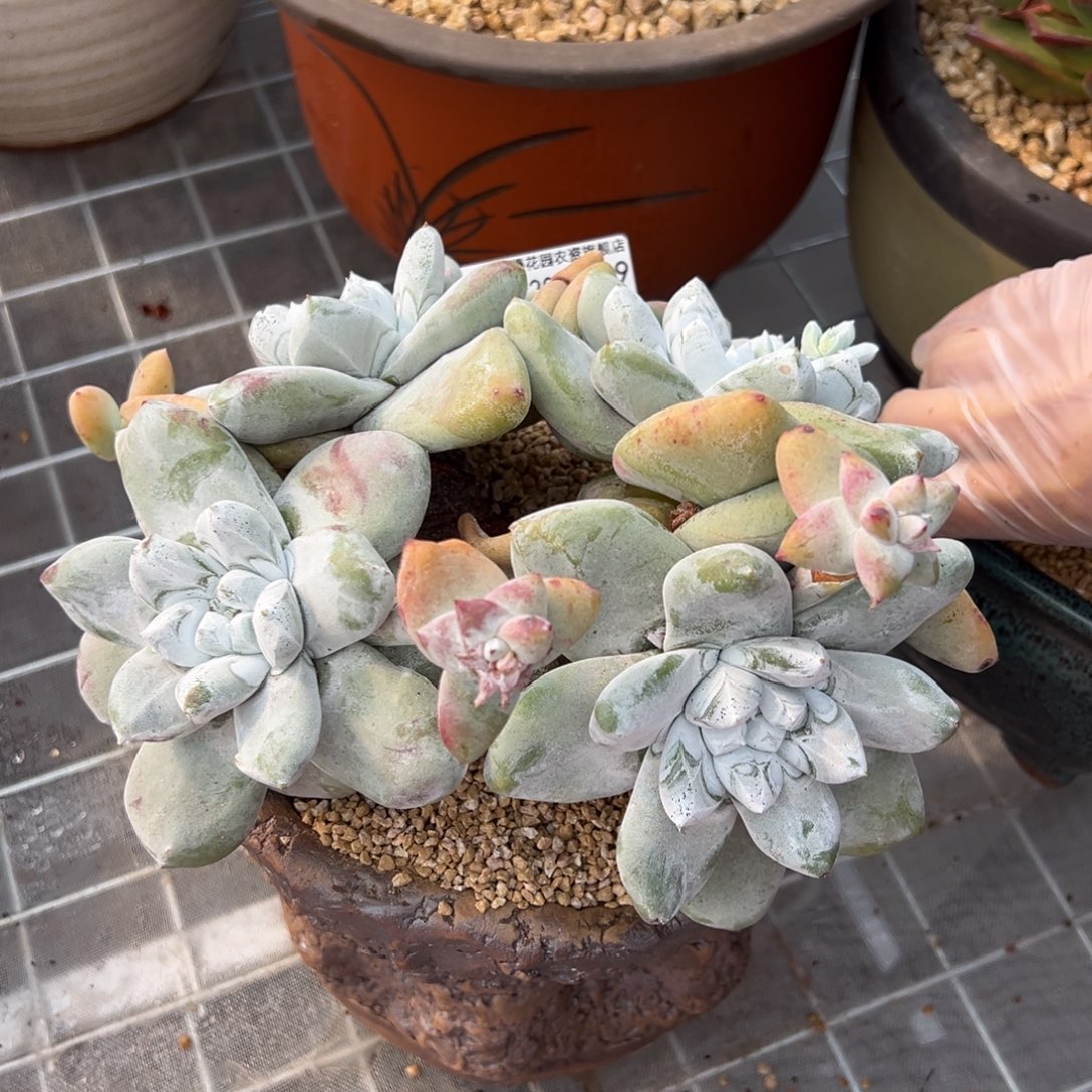 从前慢多肉精选编号0209.119