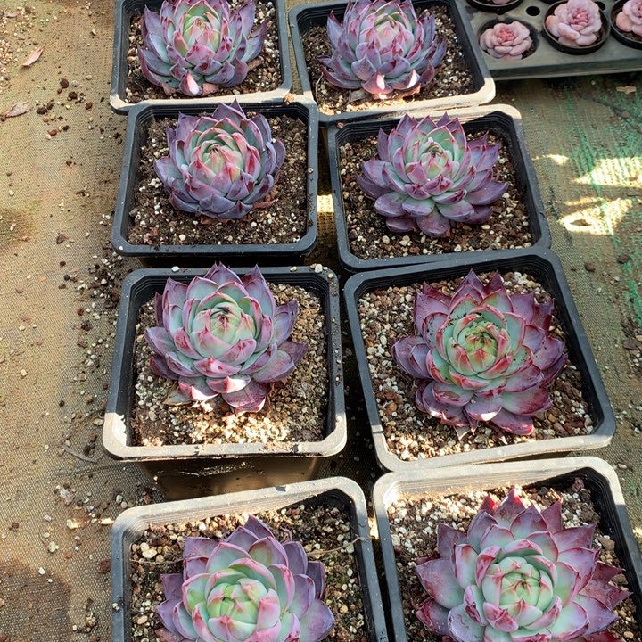 精品惊鸿仙子多肉植物两单包邮