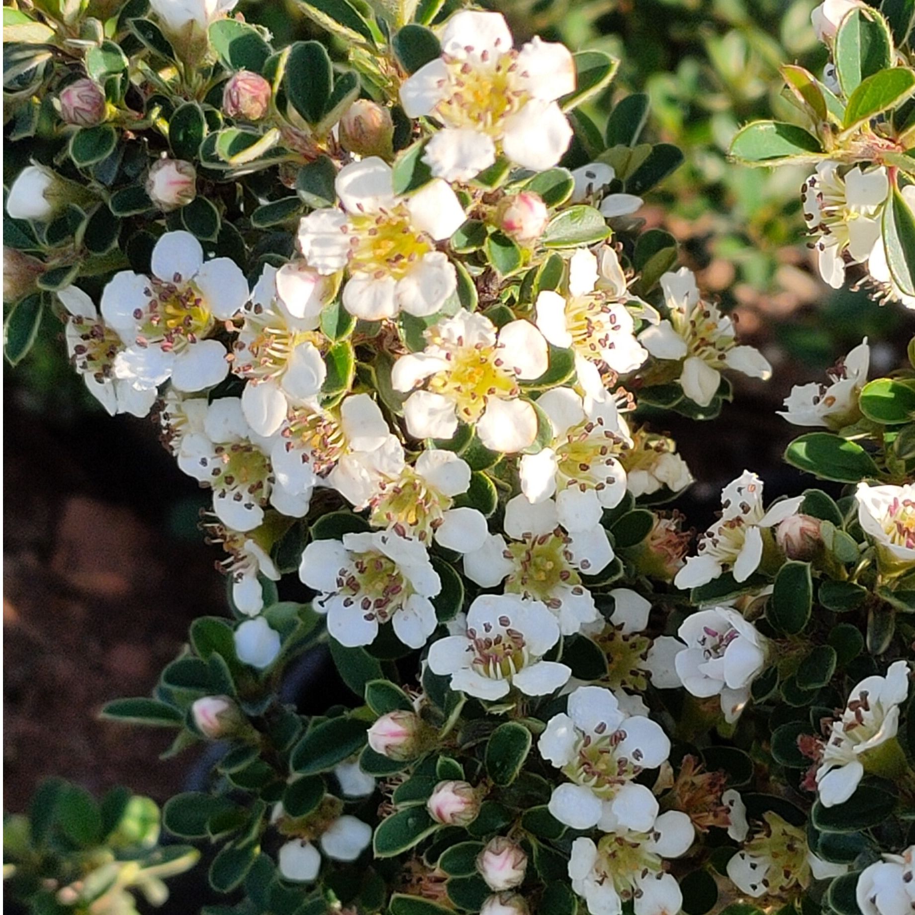 【大表姐专属】20~300云南盆景优质素材（直播间一物一拍链接）