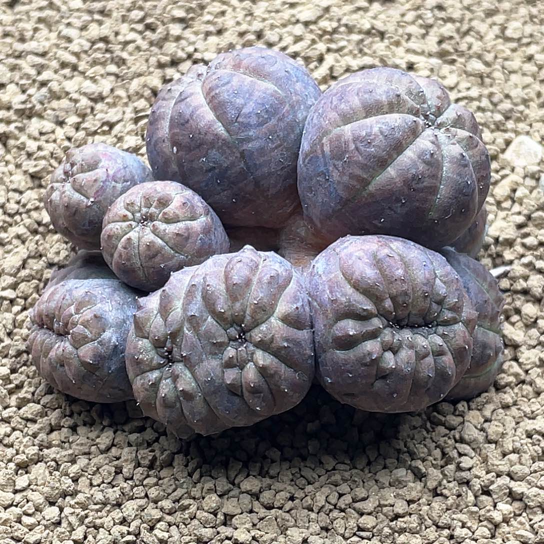 实生神玉欧系布纹球缀化 带盆土