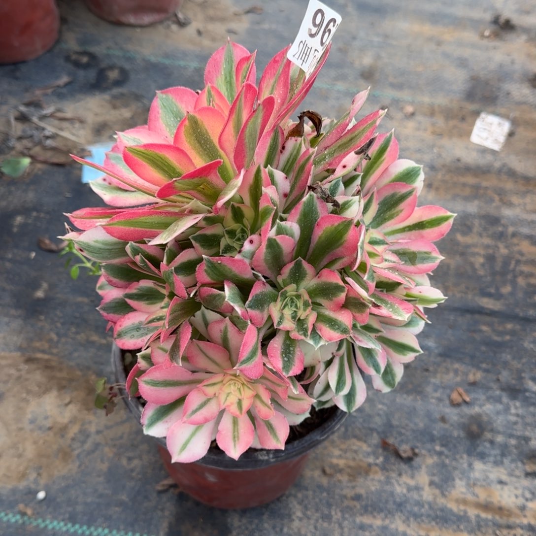 粉女巫296满20包邮断枝不包