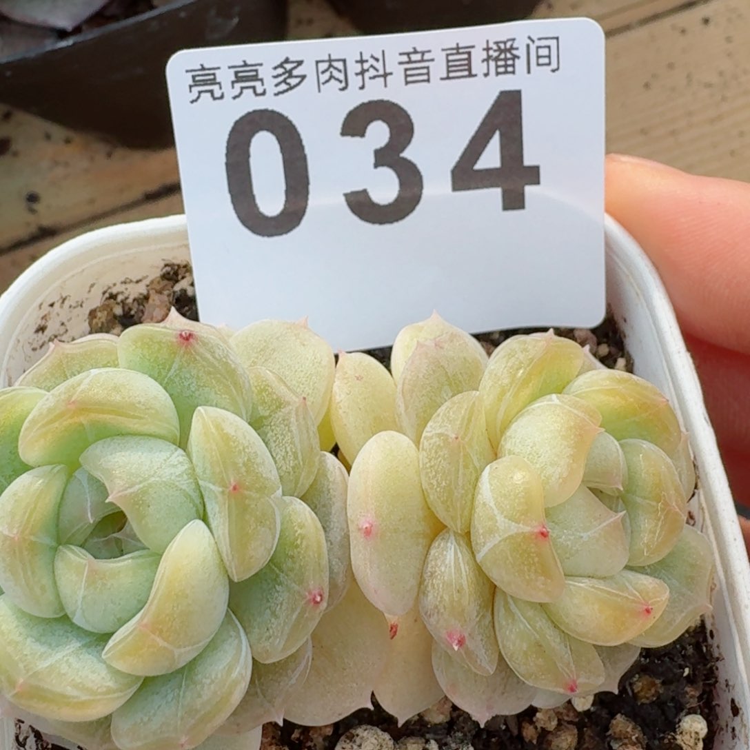 福利捡漏         精品多肉