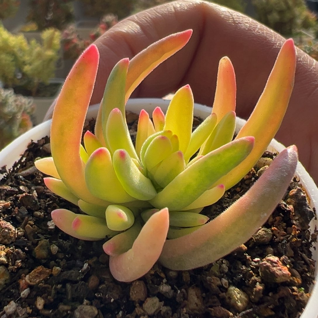 14-461冰花锦全锦五圆盆