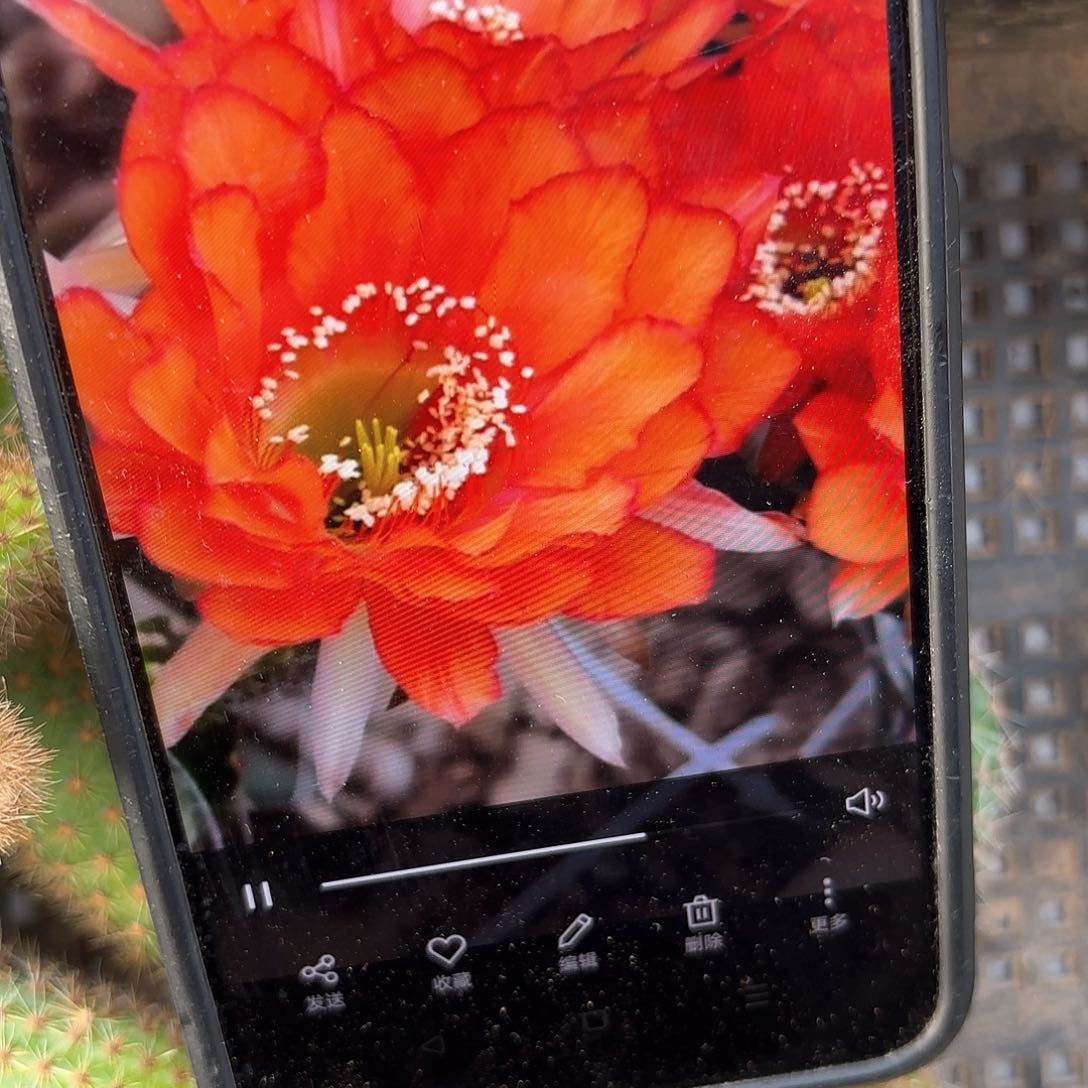 辣舞彩侧牙20包邮仙人球31