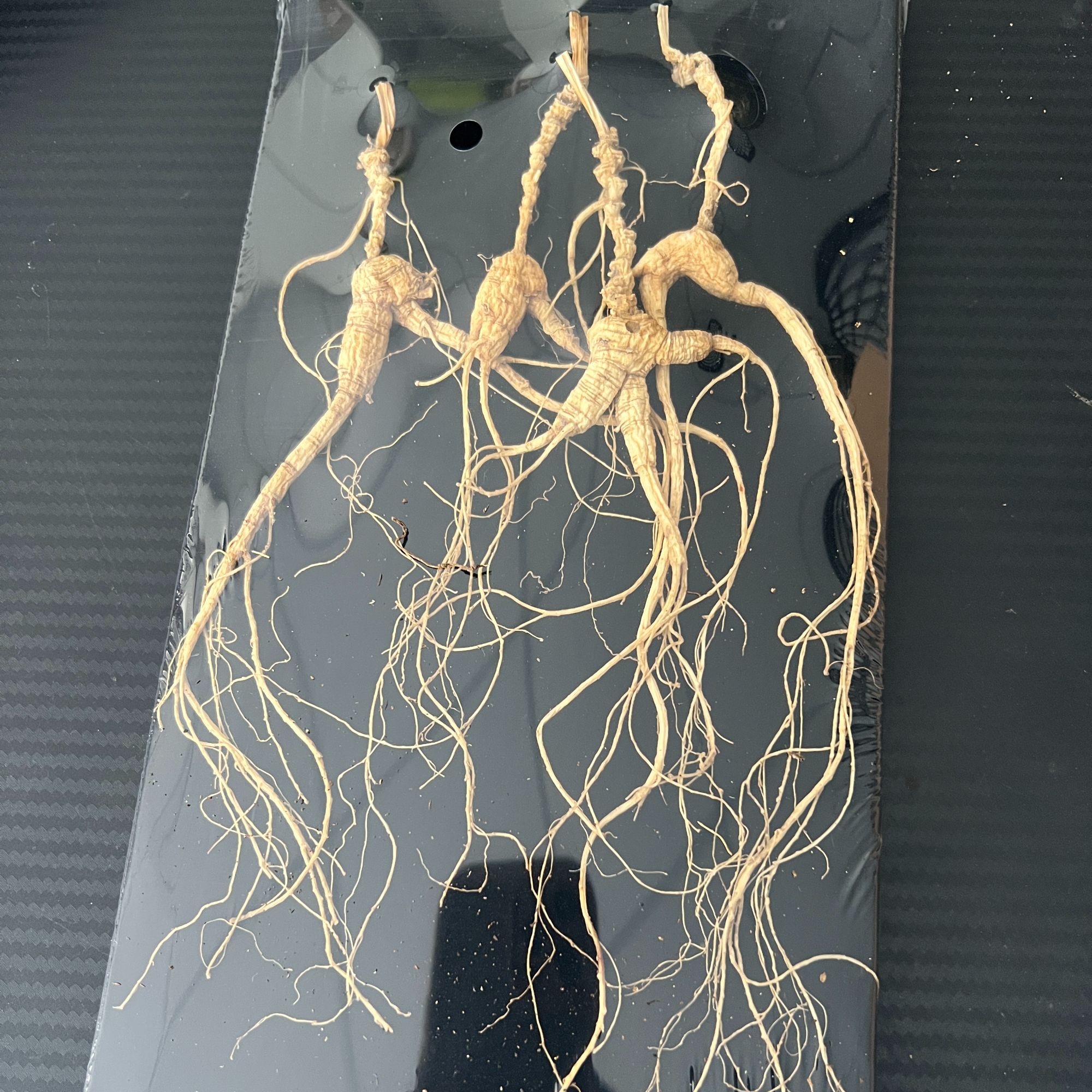 【直播专用】三十年福利林下参籽货煲汤泡水8g
