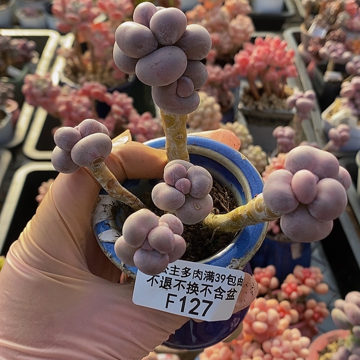 芭比奶洛老桩q127多肉植物