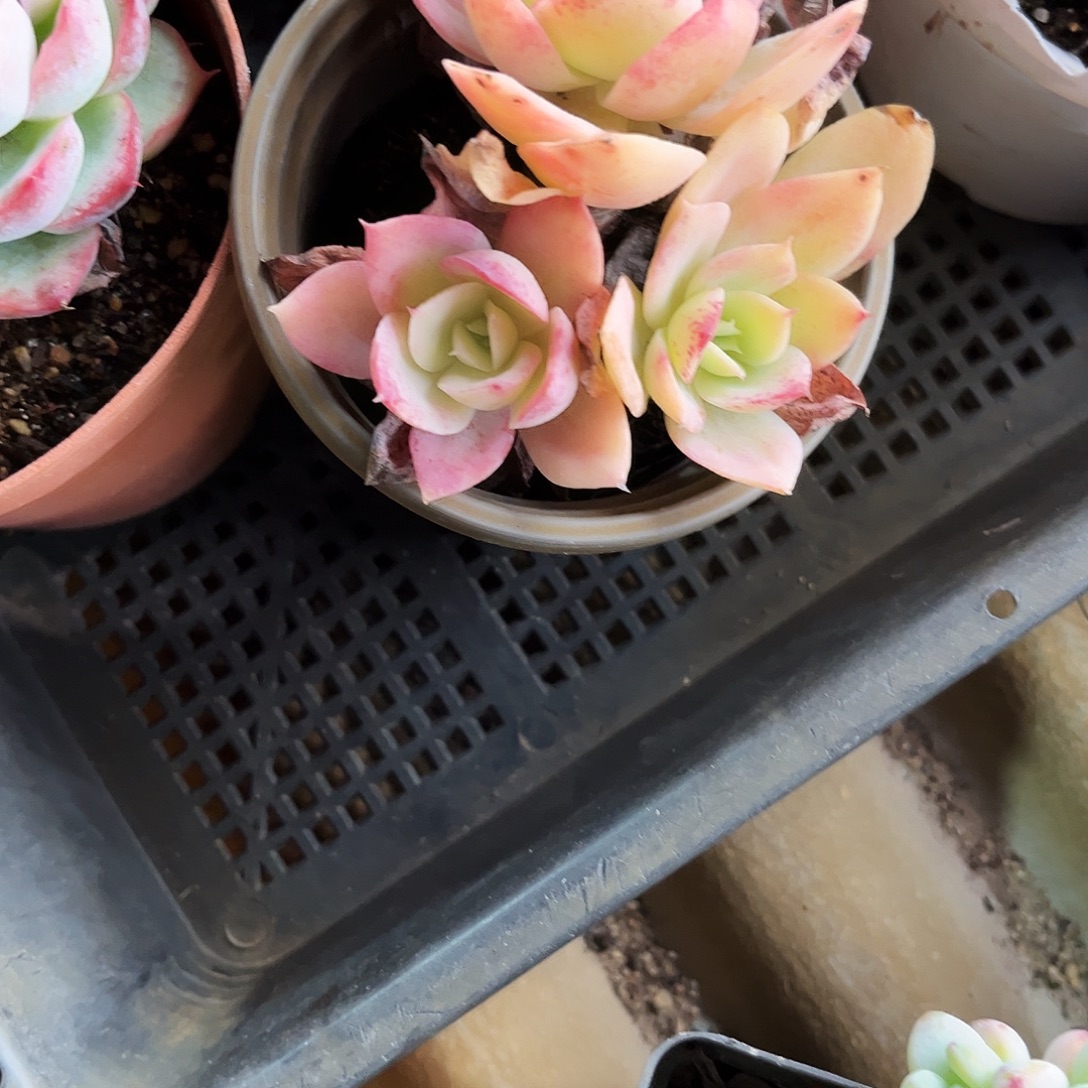 请***！83多肉植物提取萃取剂中