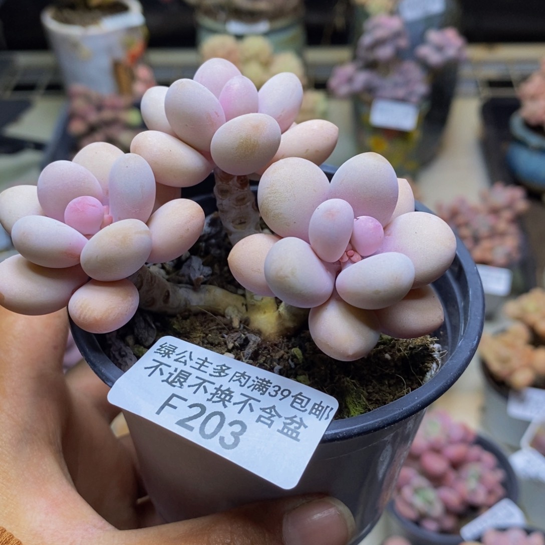 203糖果桃蛋多肉6cm