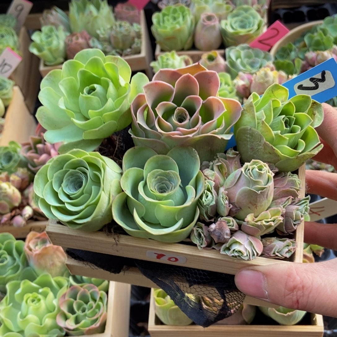 用***3山地玫瑰多肉植物花卉70