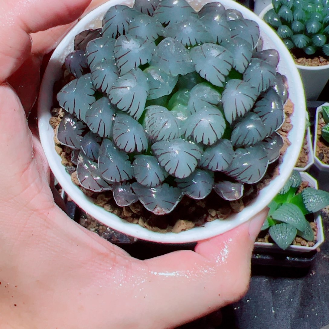 母本紫姬玉露多肉