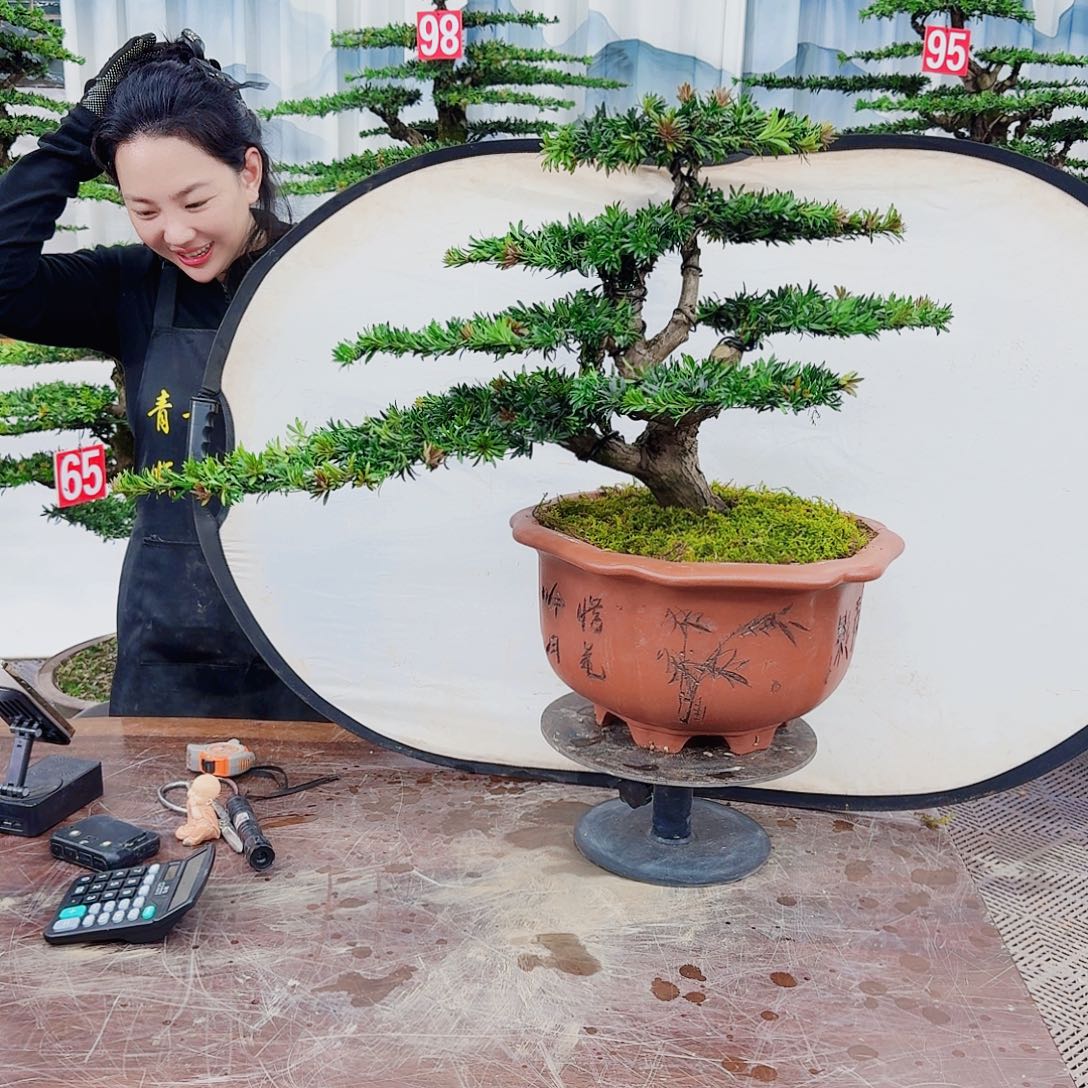 无花朵罗汉松一物一拍888