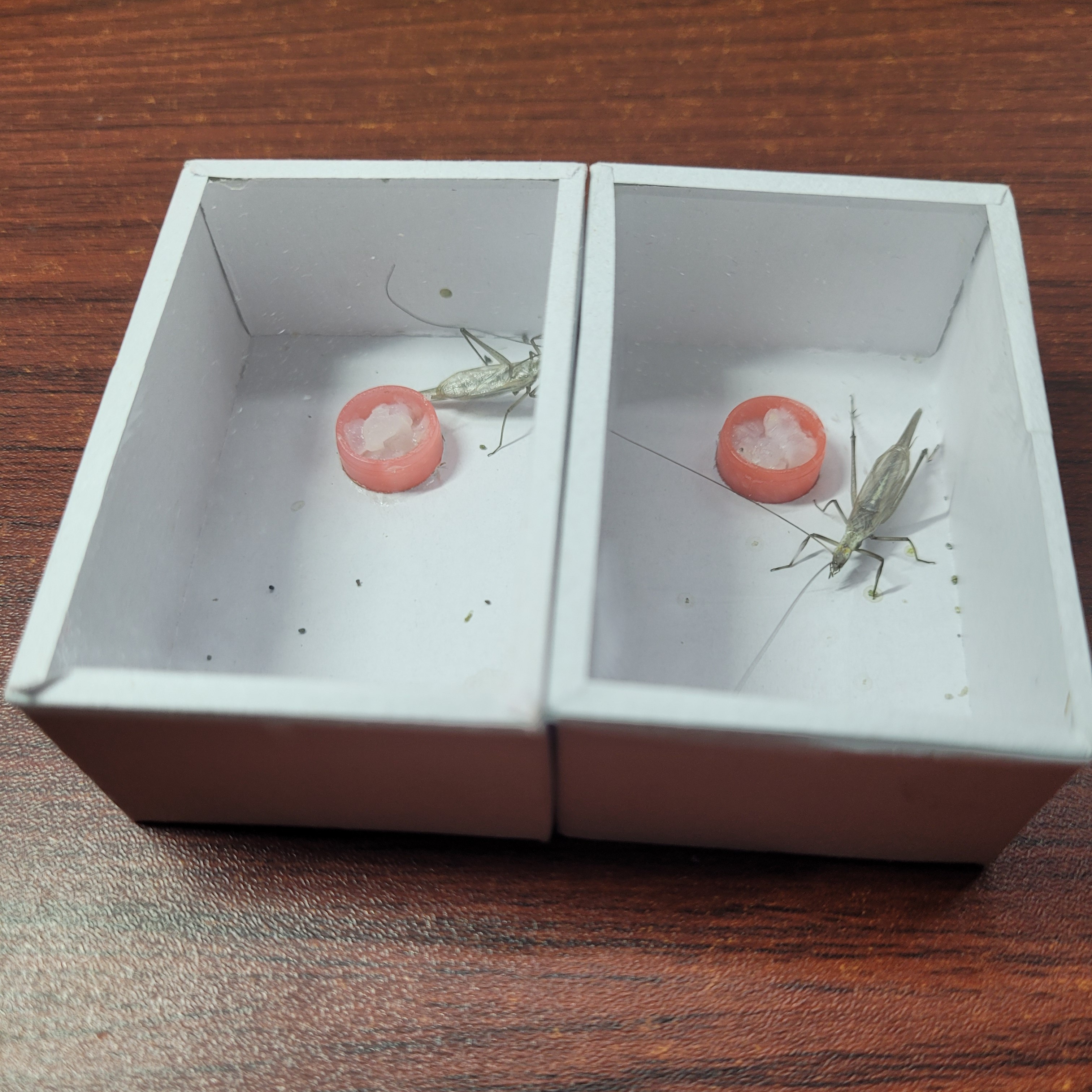 精品竹蛉，连口黑紫竹蛉