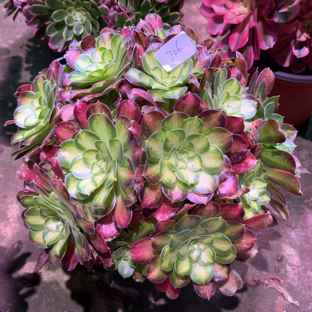 多肉植物韶华706