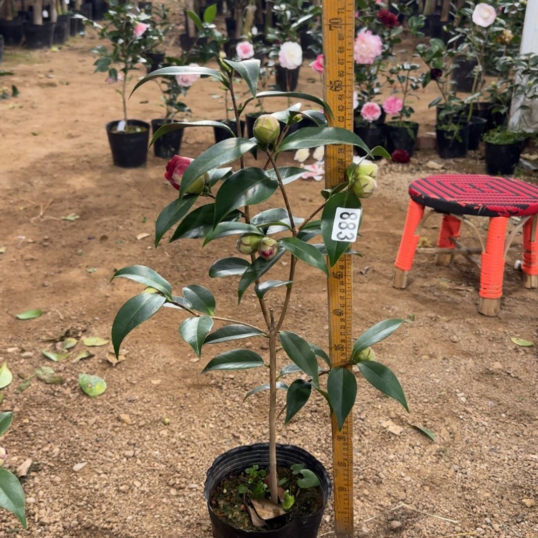 少量花朵（建议范围：2朵-5朵 或40%以下）883圣诞帽