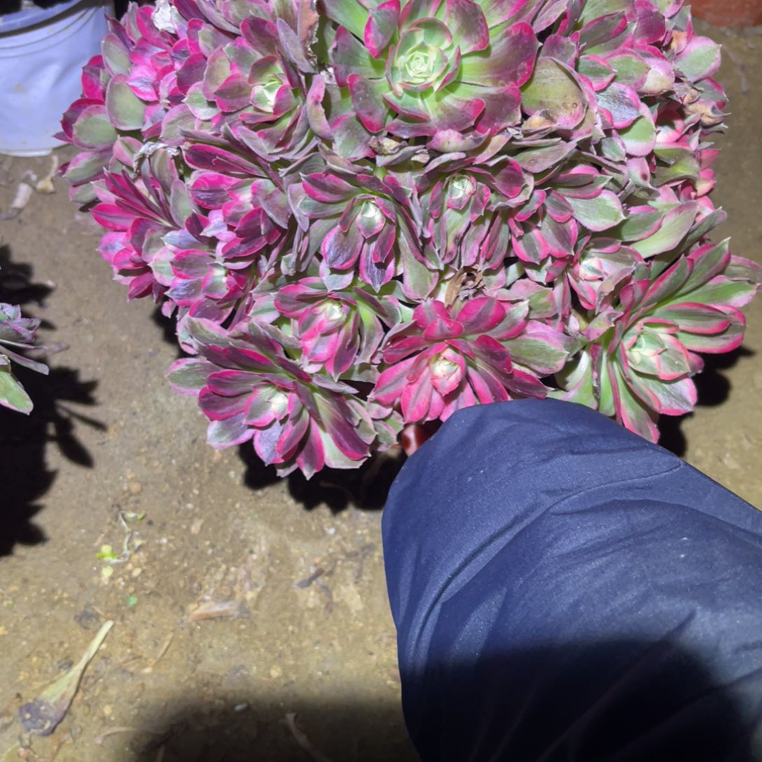 12-28-70男神法师锦