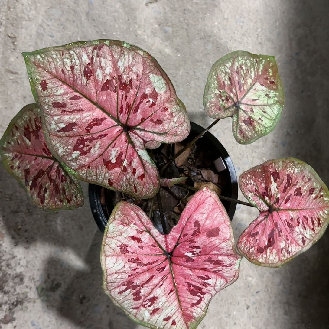 618-0117彩叶芋泰国发货