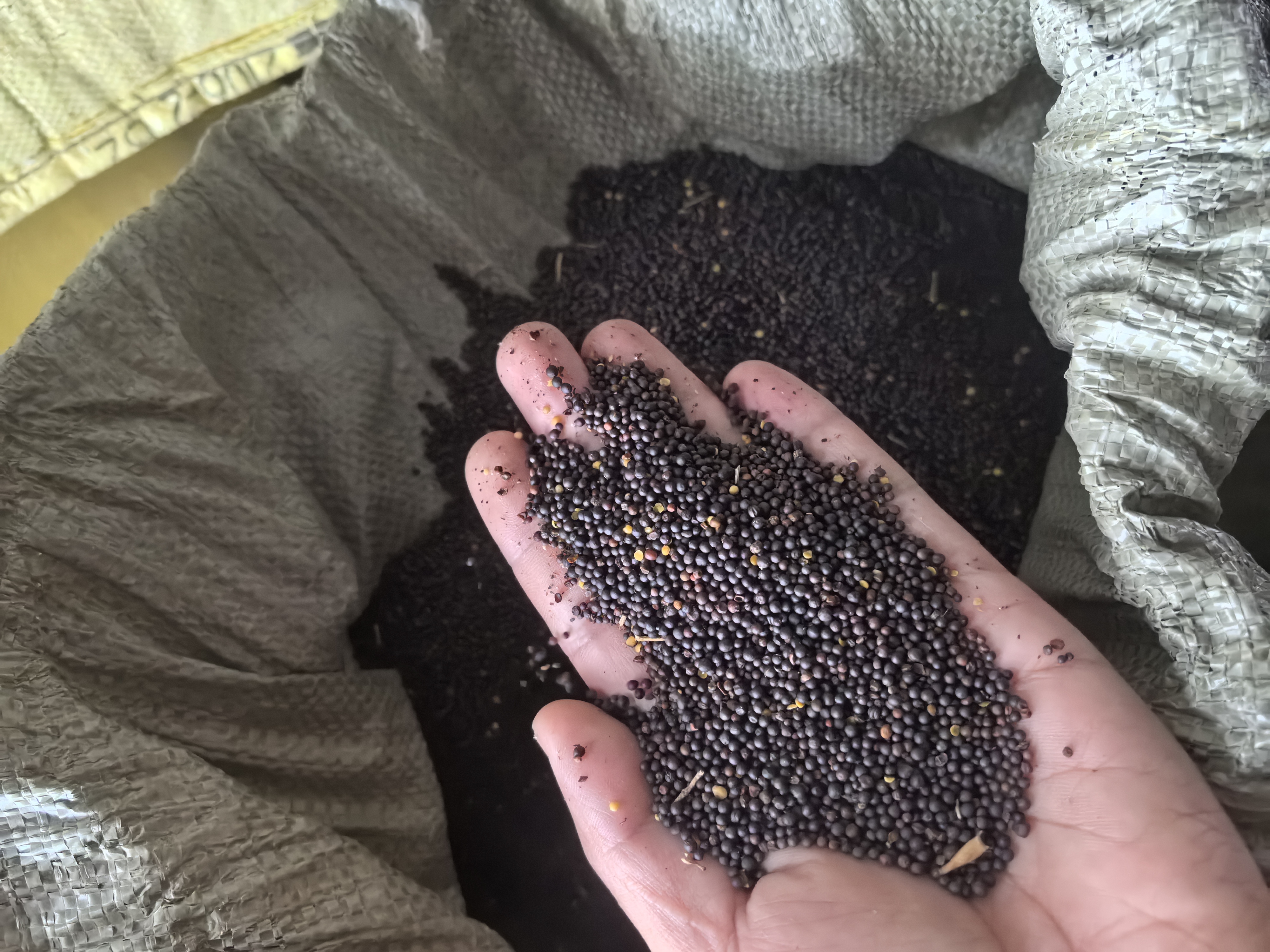 油菜籽，新鲜油菜籽现榨链接（不包邮）