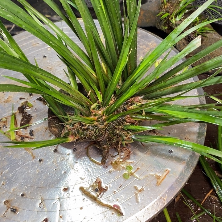 逢***居无花朵石菖蒲这就是