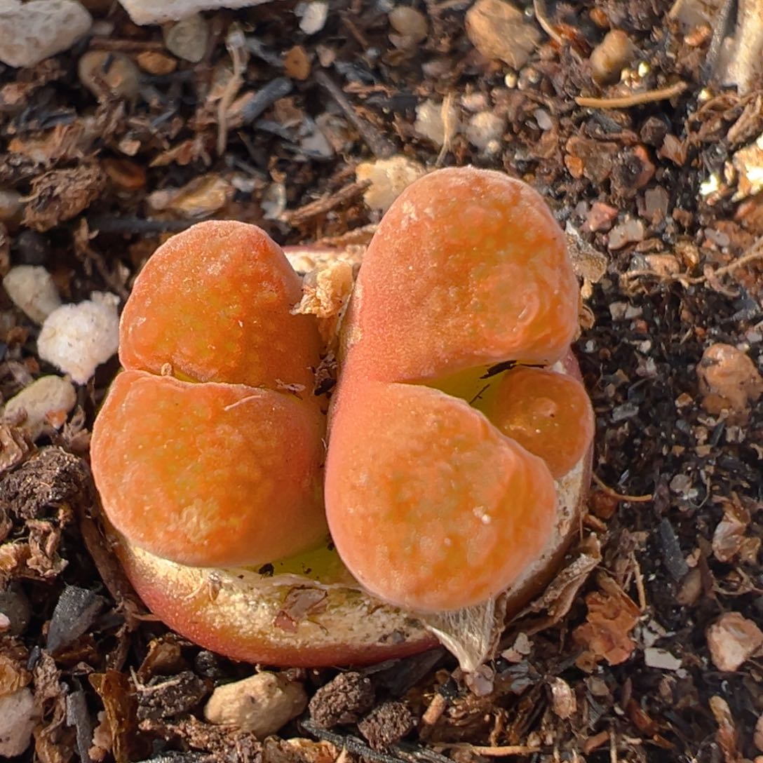 1803多肉植物百科知识