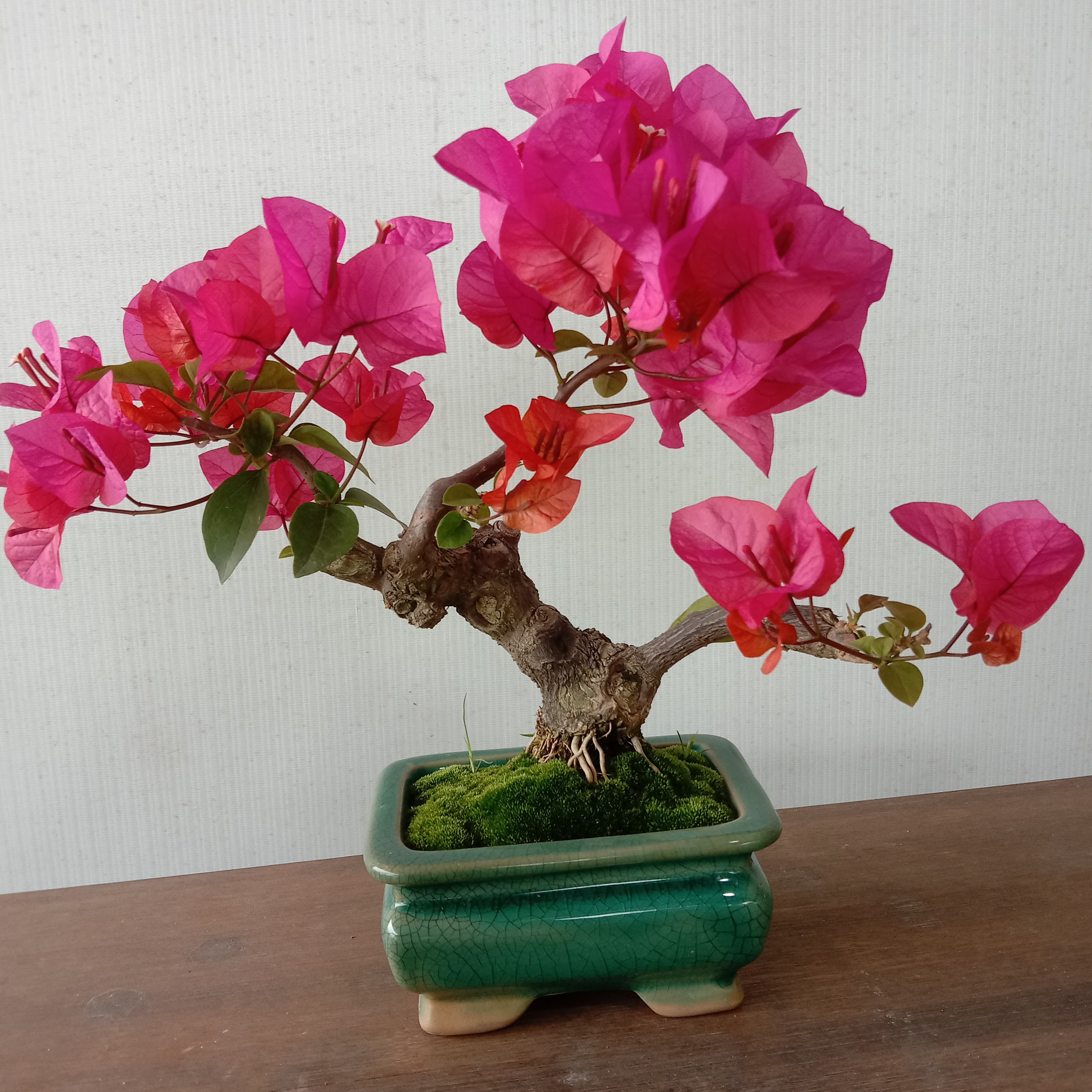 三角梅掌中宝盆景盆栽美观精品