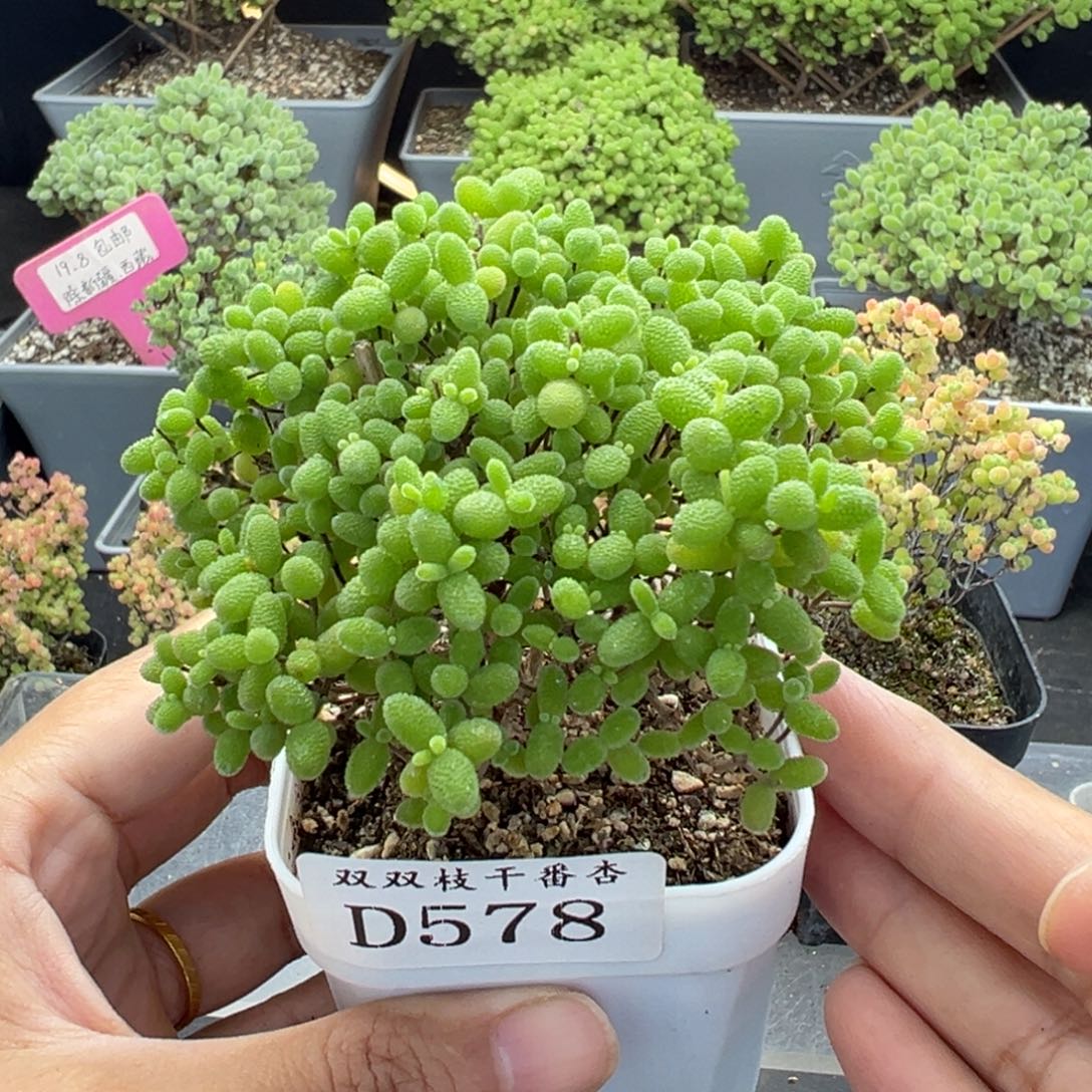 578蜜橘              