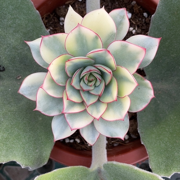 侧影锦一物一拍锦龙