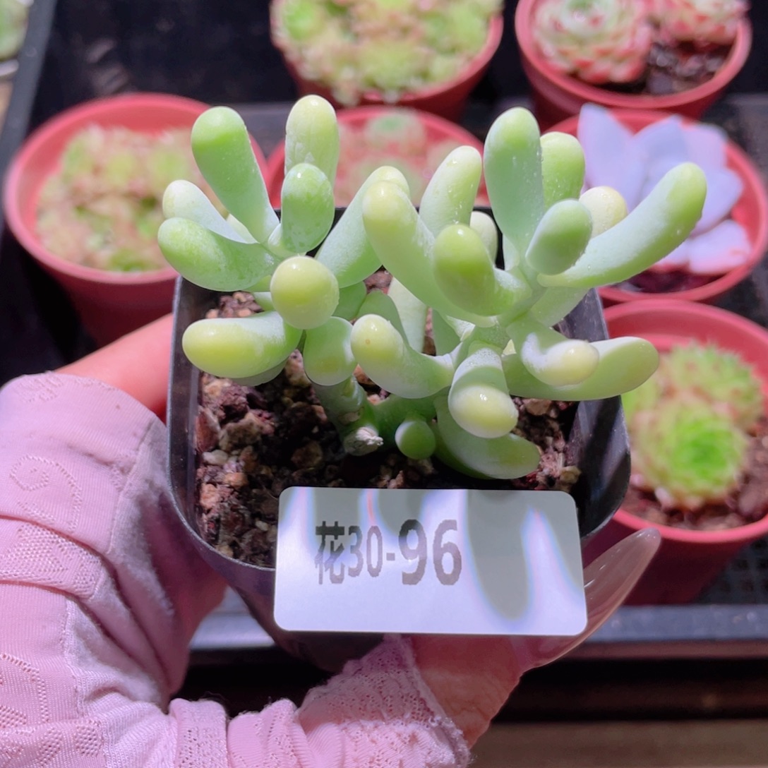 花利美30-96香蕉美人