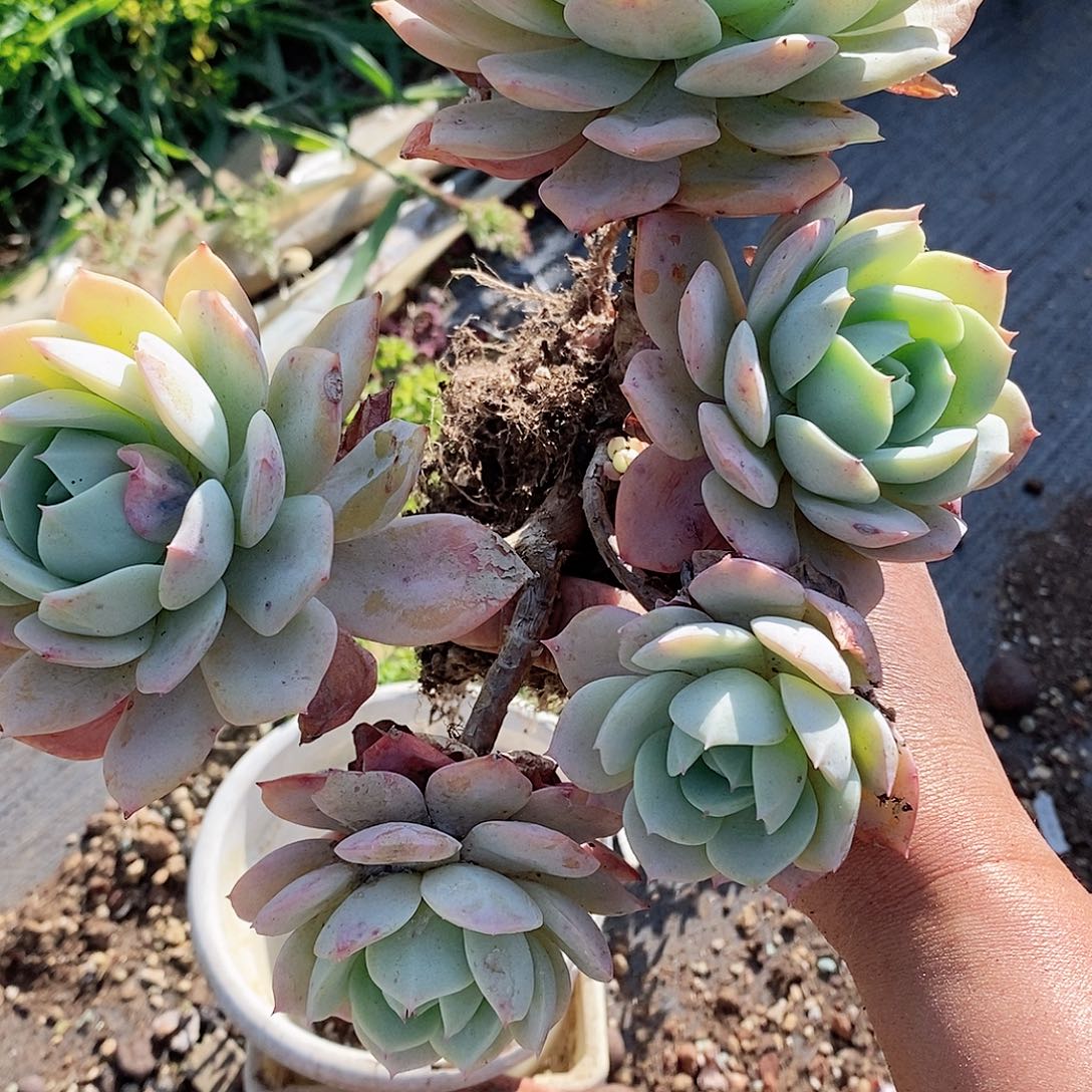 多肉植物恋曲206-6