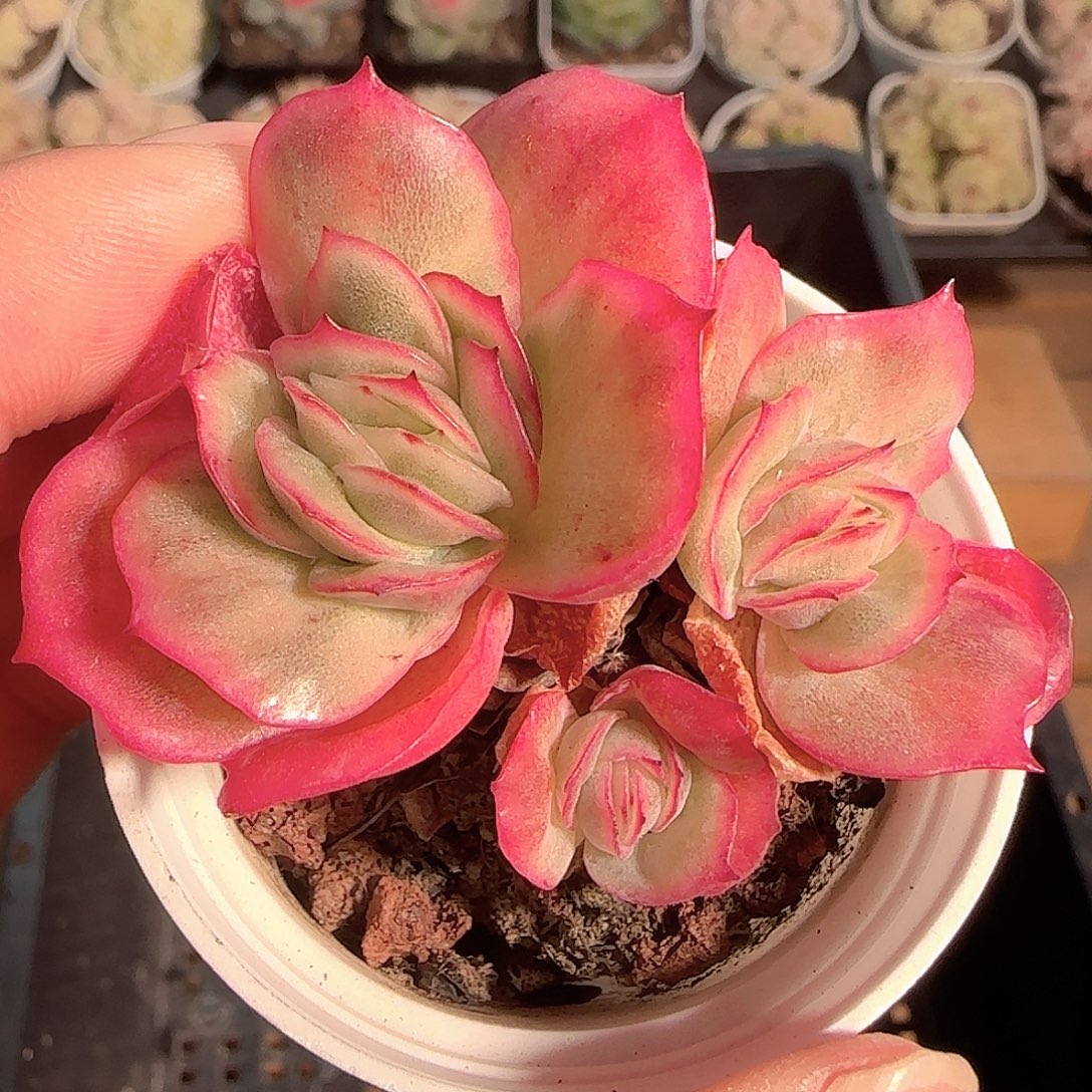 多肉1129-73冰玫瑰锦可能散