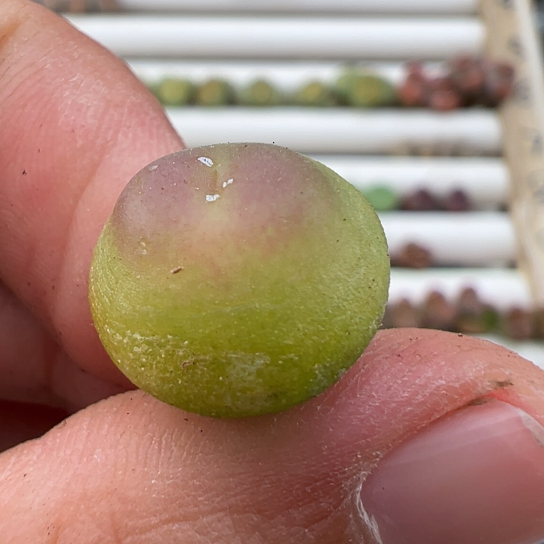 4.14好看的多肉脱脱发货379