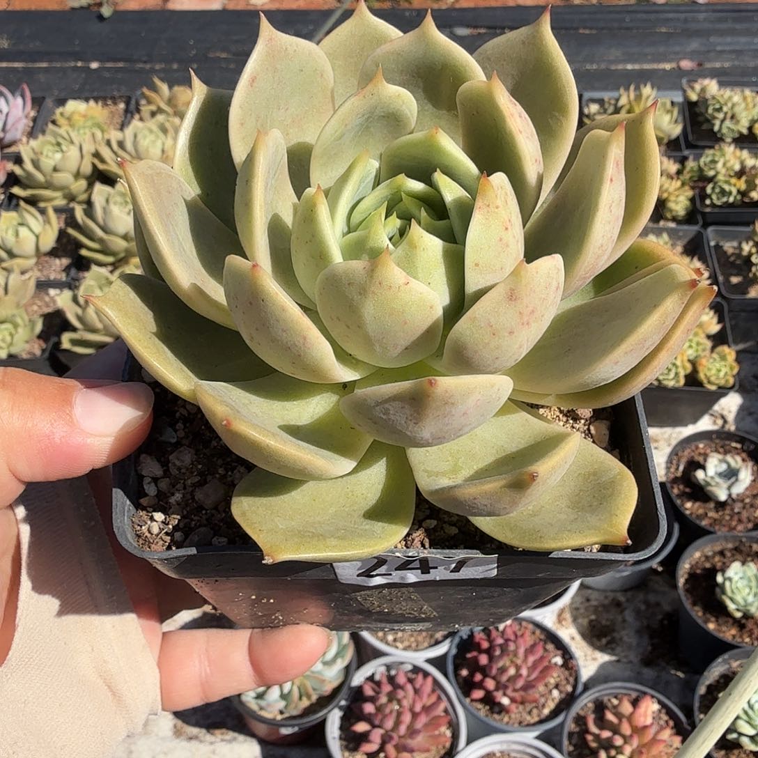 247十公分贝加尔湖满20包邮