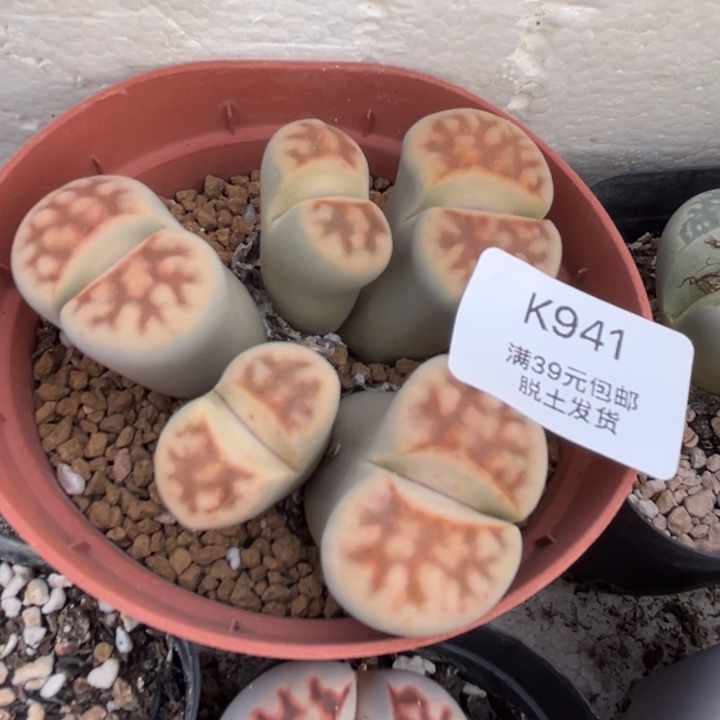 941哈哈哈哈哈哈多肉