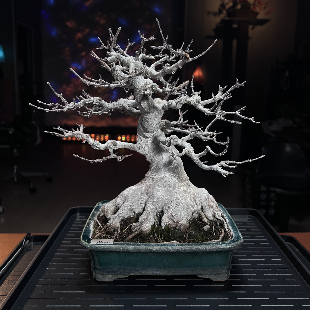 唐枫，日系三角枫，年功老桩