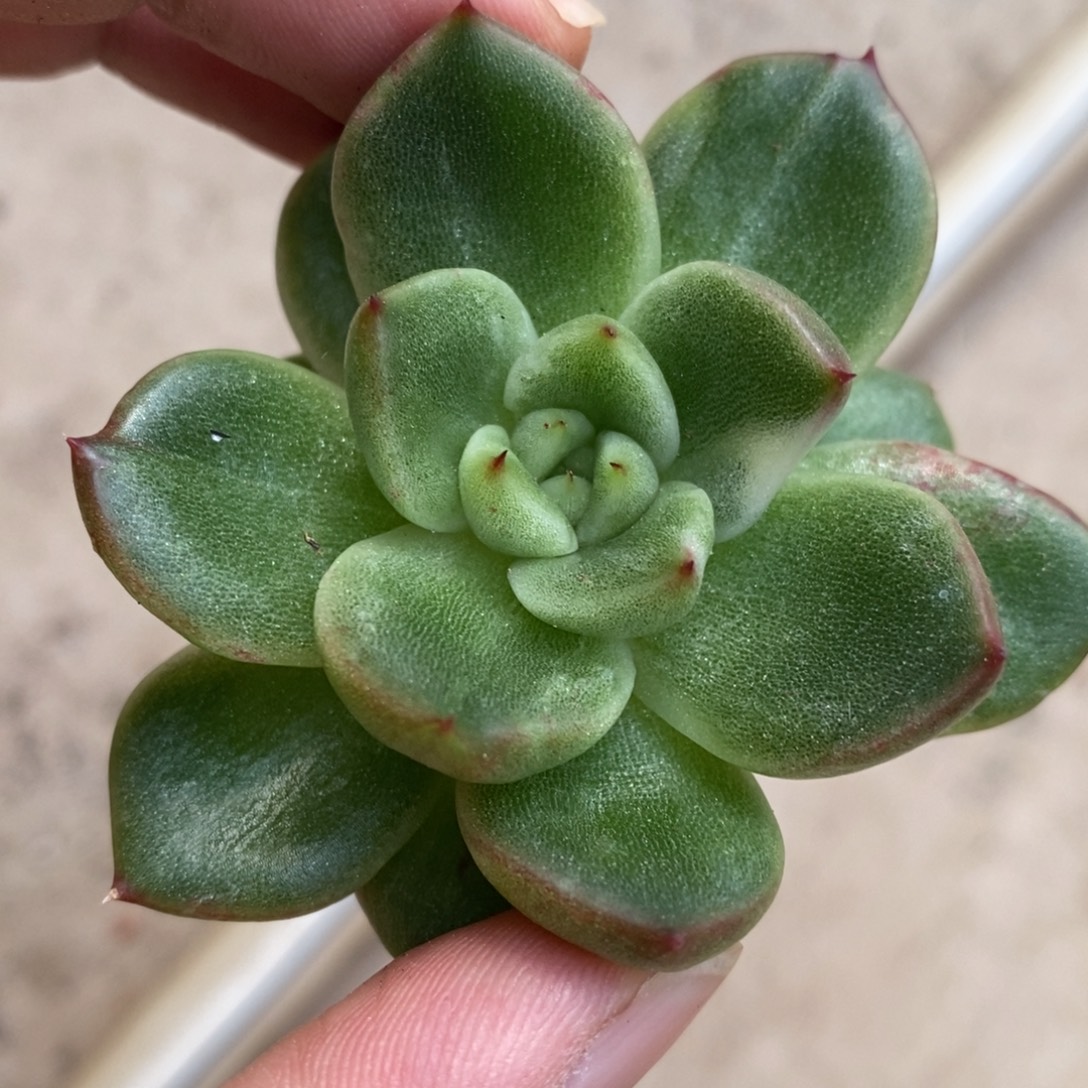 代***～无花朵东云系多肉植物