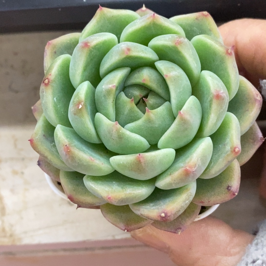 精品多肉一物一拍不包整87