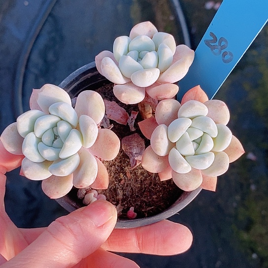 280多肉植物老桩