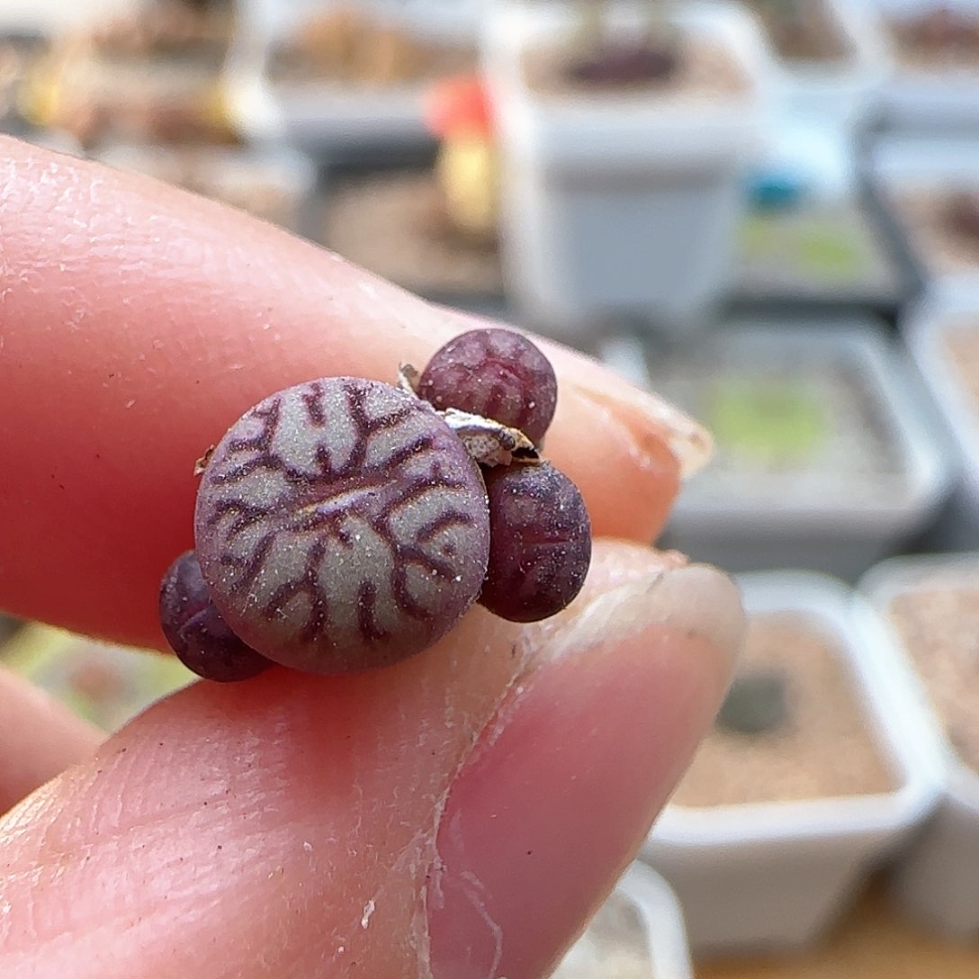 1.12.86/四头墨/多肉植物