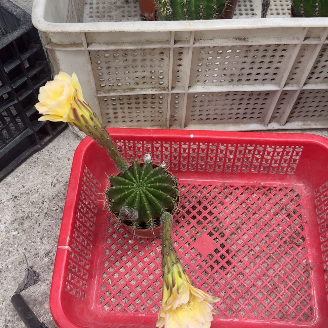 沄***宝无花朵彩草哈哈哈哈哈哈哈