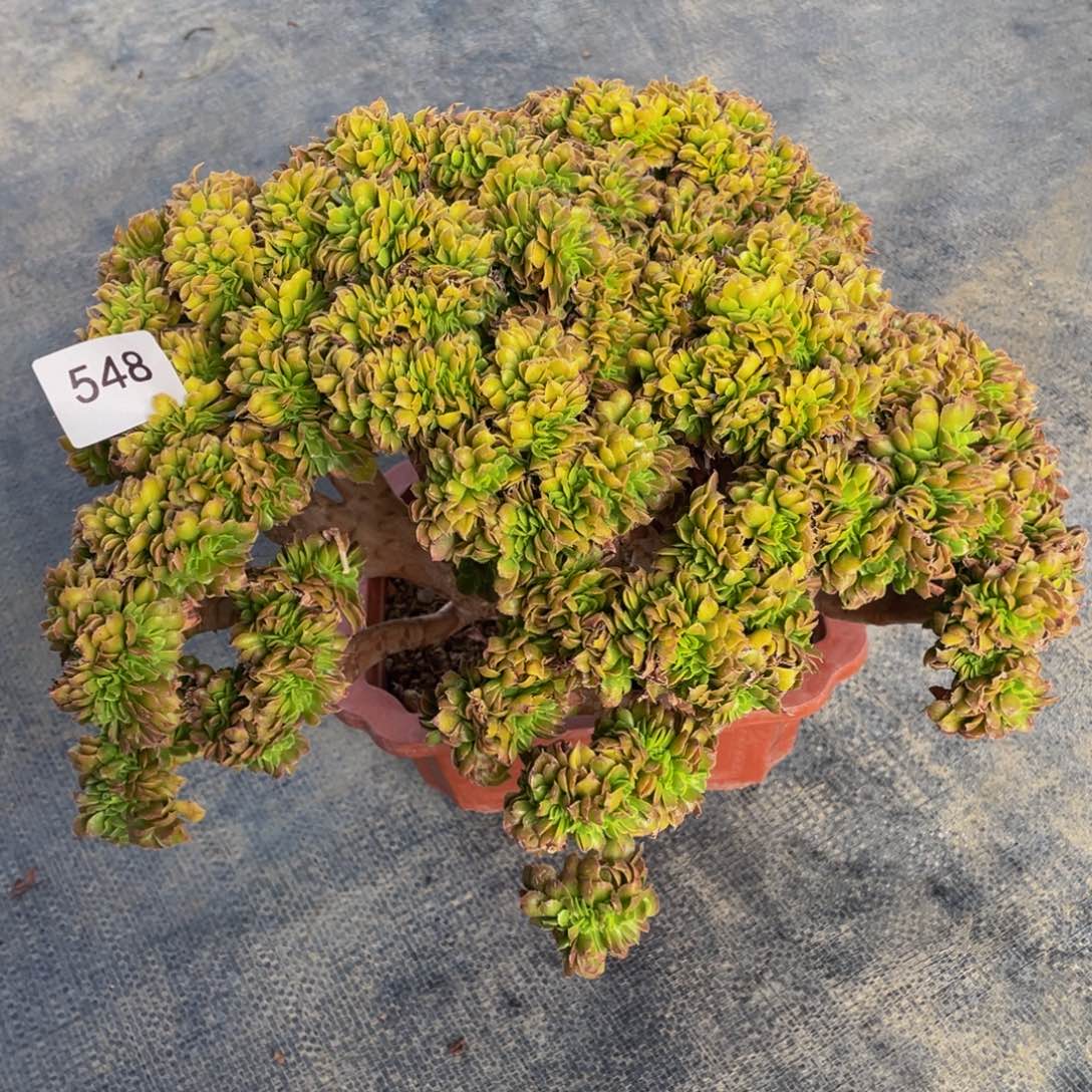 548号小叶香炉盘缀化