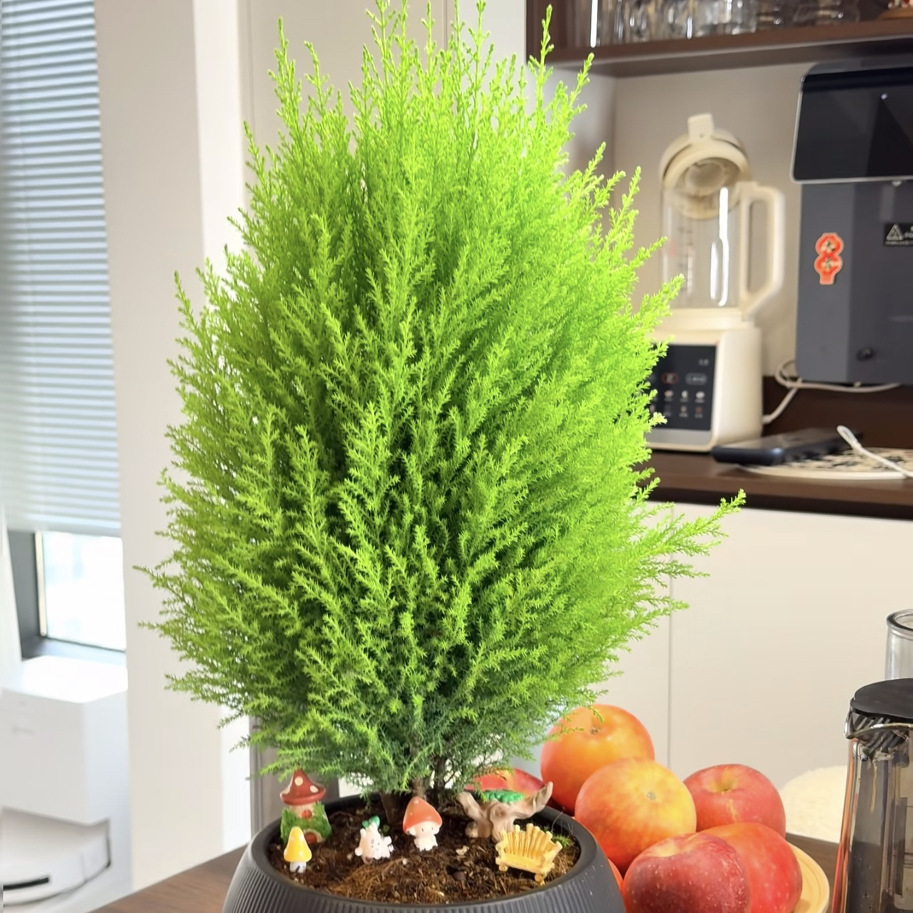 胖达香松绿植盆栽多年生四季常青庭院阳台花境植物美观