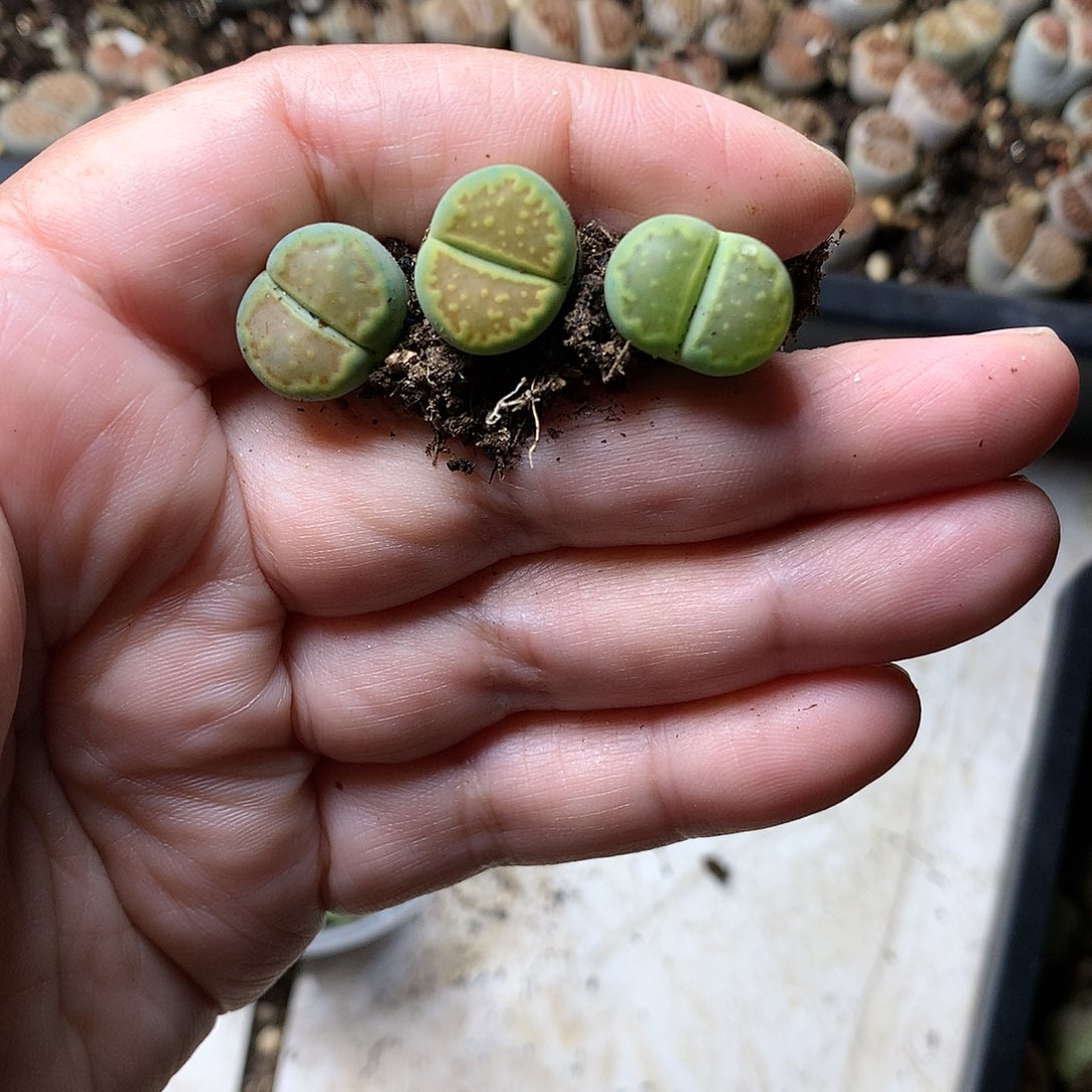 云T24多肉植物保护