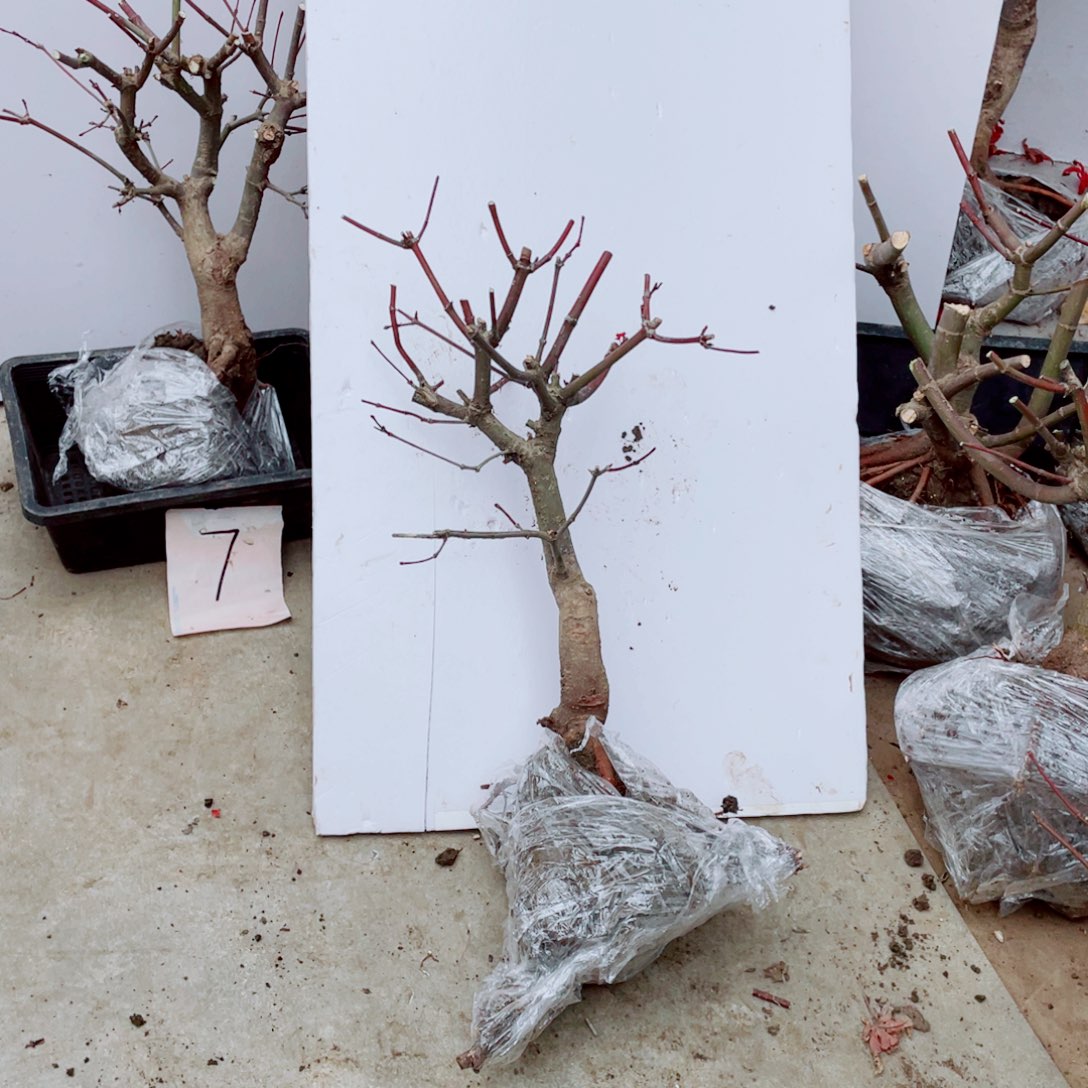 好***机无花朵出星星老桩